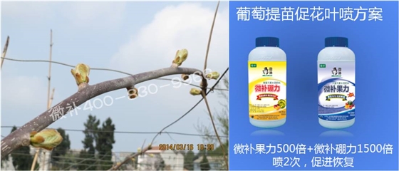獼猴桃萌芽期如何施肥，才能促進(jìn)萌芽齊、萌芽壯？