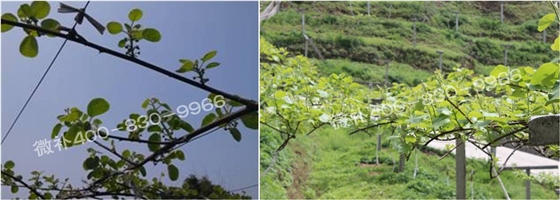 獼猴桃萌芽期如何施肥，才能促進(jìn)萌芽齊、萌芽壯？