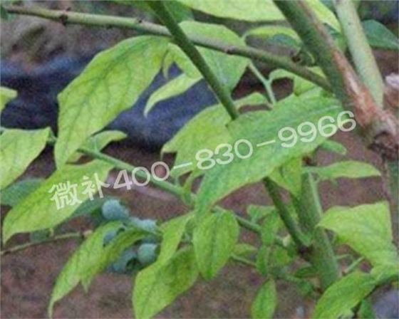 藍莓黃葉是缺素還是病害？