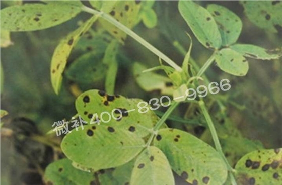 花生缺鉀與花生葉斑病有什么區別？