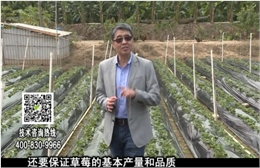 20180108珠江臺(tái)搖錢樹(shù)：草莓苗弱膨果增甜如何做？