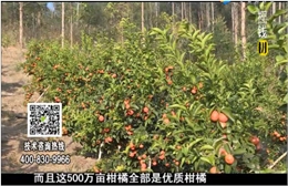 20180115珠江臺(tái)搖錢樹(shù)：廣西柑橘微補(bǔ)全年管理樹(shù)壯增產(chǎn)