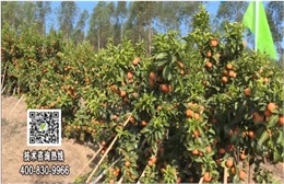 20180129珠江臺(tái)搖錢樹(shù)：柑橘種出品質(zhì)果、采后如何管理？