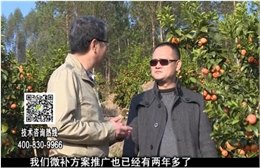 20180122珠江臺(tái)搖錢樹(shù)：廣西柑橘如何管？產(chǎn)量賣相好?