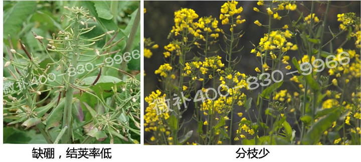 2現蕾抽苔期.jpg 2現蕾抽苔期.jpg