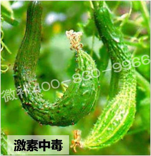 #微肥課堂#葉面肥含激素好嗎？