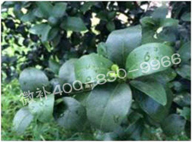 柑橘春梢弱，難抽發(fā)，到底是什么原因？