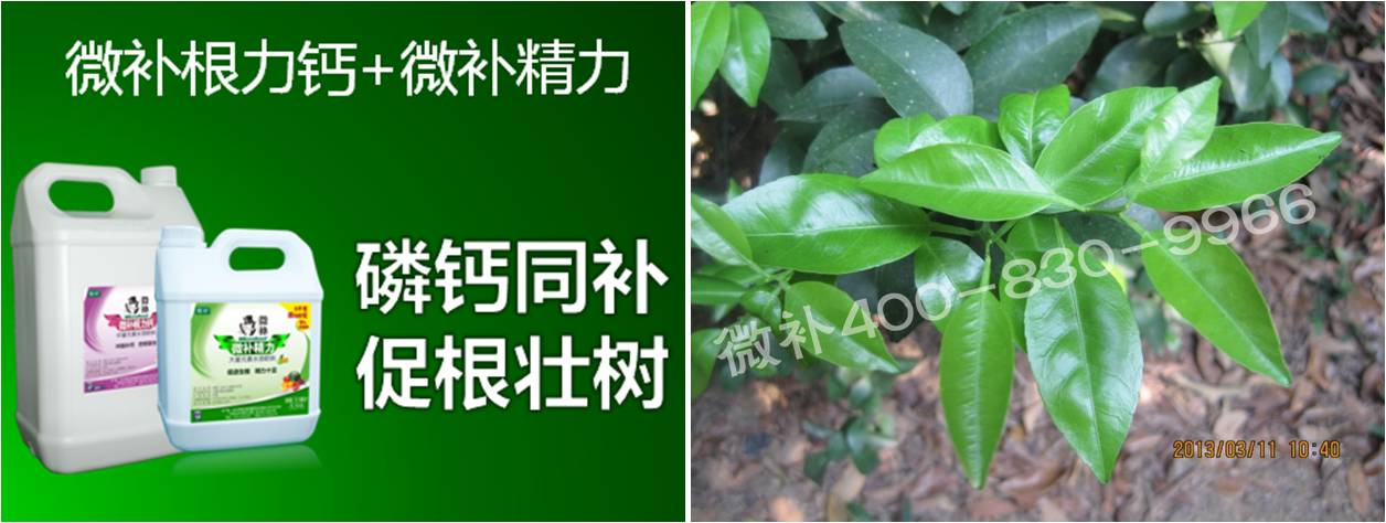 柑橘春梢弱，難抽發(fā)，到底是什么原因？