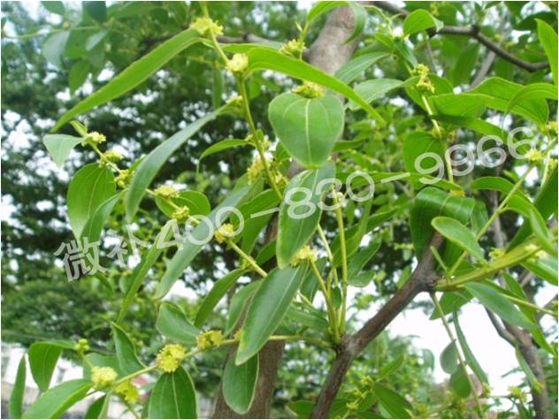 冬棗萌芽后黃葉是缺鐵嗎？
