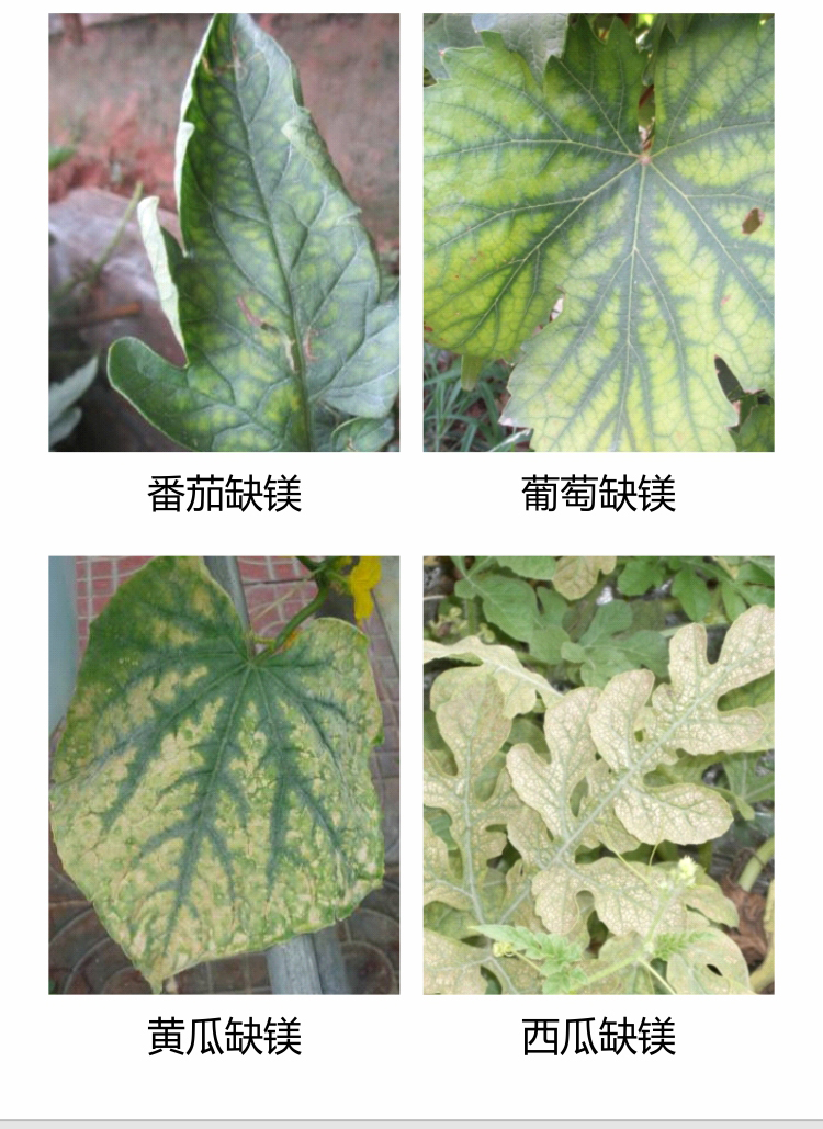 微補沖力鎂1_03.jpg