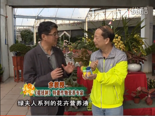 20160111珠江臺搖錢(qián)樹(shù)：家庭盆栽花卉黃葉又難養？用綠夫人，枝繁葉茂、花多花艷