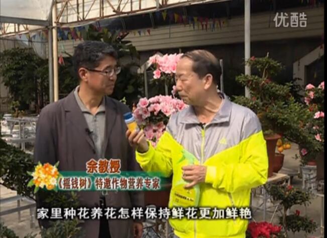 20160118珠江臺搖錢(qián)樹(shù)：家庭花卉用綠夫人600度鮮花營(yíng)養液，花開(kāi)鮮艷、花期長(cháng)