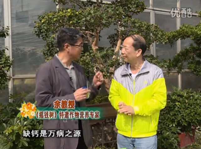20160125珠江臺搖錢(qián)樹(shù)：家庭盆栽花卉?chē)娋G夫人160度補鈣抗病液，長(cháng)勢精神、抗病好