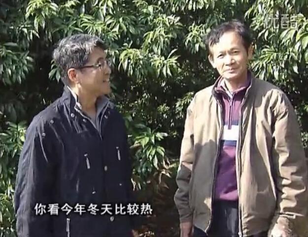 20160201珠江臺搖錢(qián)樹(shù)：暖冬荔枝易沖梢，如何促花壯花好？看微補