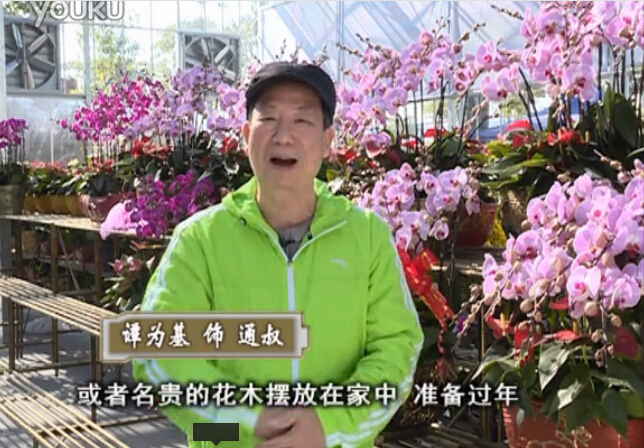 20160201珠江臺搖錢(qián)樹(shù)：新春家養花卉、盆栽，如何養護葉子、鮮花、果子保鮮更長(cháng)？
