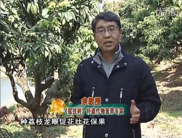 20160215珠江臺搖錢(qián)樹(shù)：龍眼撒微補倍力、噴花力+碧力，補鈣鎂鋅硼保葉壯花