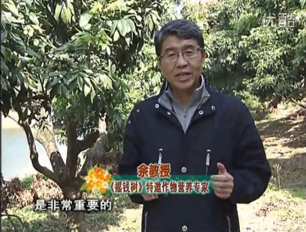 20160215珠江臺搖錢(qián)樹(shù)：名貴花木盆景，用綠夫人系列保葉、花靚、又抗病