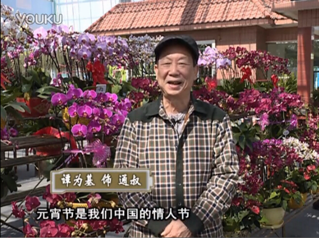 20160222珠江臺搖錢(qián)樹(shù)：用綠夫人營(yíng)養液，簡(jiǎn)單種花都能養得靚