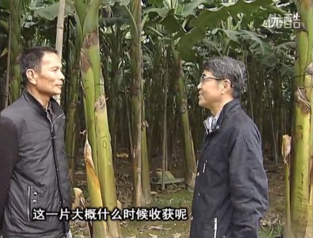 20160222珠江臺搖錢(qián)樹(shù)：粉蕉用微補方案，抽蕉好、葉干邊爛頭少