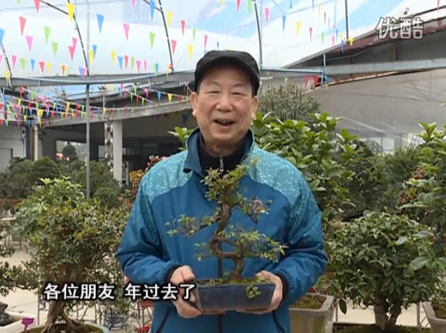 20160229珠江臺搖錢(qián)樹(shù)：盆景換盆養護，用綠夫人營(yíng)養液恢復生機
