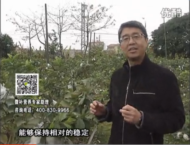 20160328珠江臺搖錢(qián)樹(shù)：番石榴淋沖微補根力鈣+微補精力，凍后恢復長(cháng)勢、促進(jìn)開(kāi)花坐果