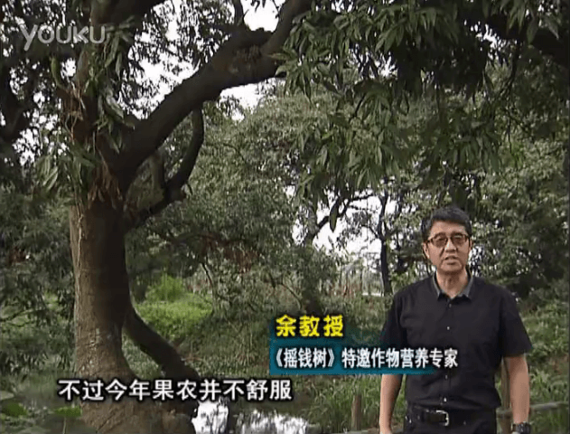 20160523珠江臺搖錢(qián)樹(shù)：荔枝龍眼用微補方案，膨果好、果硬有品質(zhì)，保樹(shù)綠