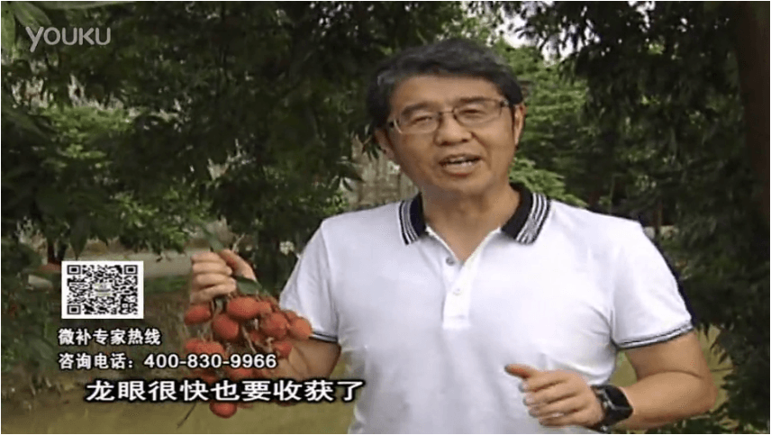 20160627珠江臺搖錢(qián)樹(shù)：荔枝轉色葉噴微補紅果力+蓋力，補充磷鉀鈣，著(zhù)色增甜果硬