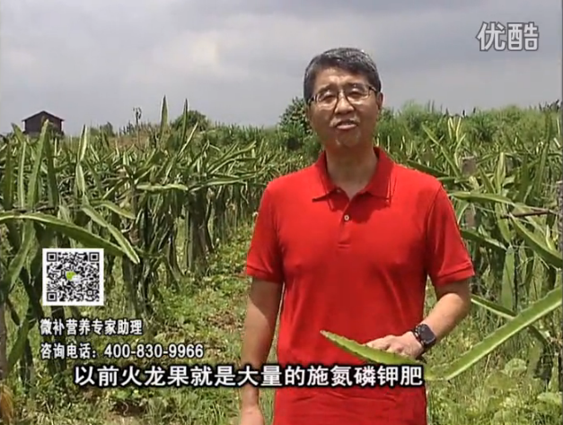 20160711珠江臺搖錢(qián)樹(shù)：火龍果用微補方案，開(kāi)花坐果好，果實(shí)膨大品質(zhì)高
