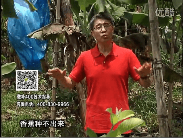 20160725珠江臺搖錢(qián)樹(shù)：香蕉用微補方案，調酸防黃化、膨果壯蕉好