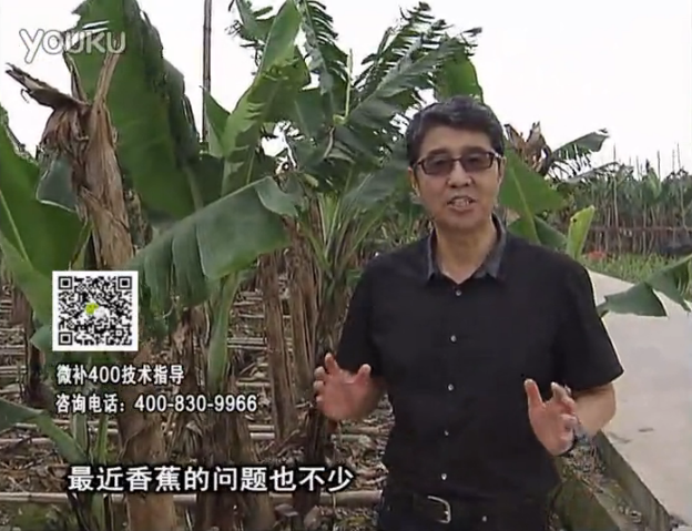 20160502珠江臺搖錢(qián)樹(shù)：香蕉撒微補倍力、噴果力+碧力，促根保葉、長(cháng)勢快
