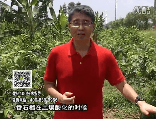 20160808珠江臺搖錢(qián)樹(shù)：番石榴用微補方案，保葉膨果、增產(chǎn)品質(zhì)高