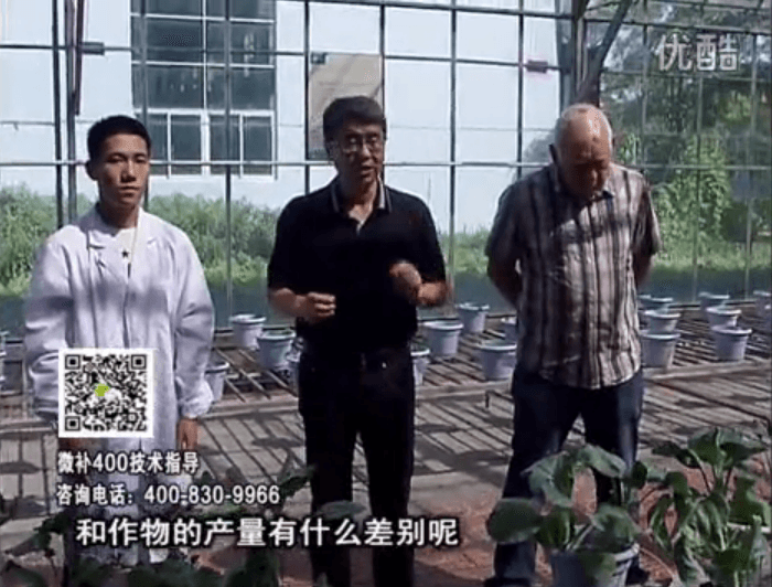 20160829珠江臺搖錢(qián)樹(shù)：微補溫室實(shí)驗：大量元素水溶肥pk添加中微量元素的差距！