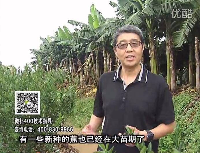 20160919珠江臺搖錢(qián)樹(shù)：香蕉淋微補根力鈣+沖力或撒倍力，噴果力+碧力，保葉膨蕉壯長(cháng)