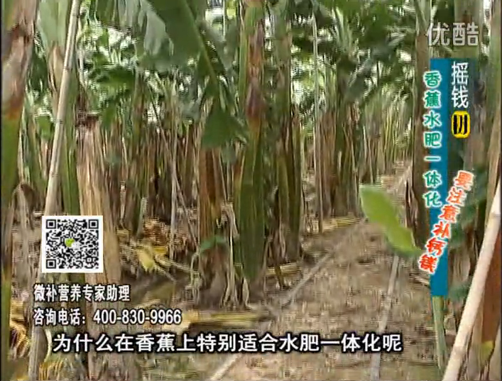 20161107珠江臺搖錢(qián)樹(shù)：香蕉水肥一體化，用微補方案科學(xué)施肥