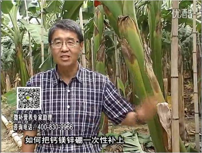 20161121珠江臺搖錢(qián)樹(shù)：香蕉撒施微補倍力，促根壯長(cháng)、預防黃葉、提高產(chǎn)量