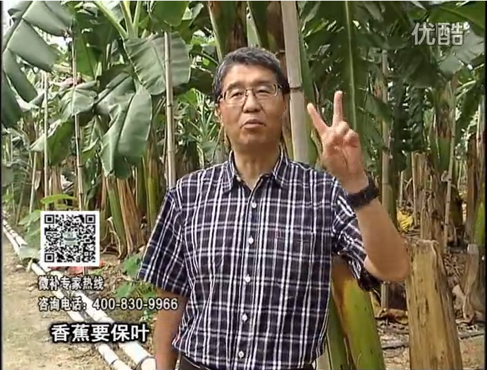 20161128珠江臺搖錢(qián)樹(shù)：香蕉用微補方案，預防減少黃葉、抽蕾膨蕉好