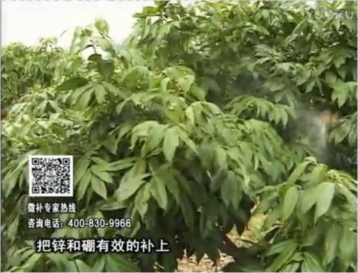 20170213珠江臺搖錢(qián)樹(shù)：荔枝噴施微補花力+硼力，補充鋅硼健壯來(lái)花