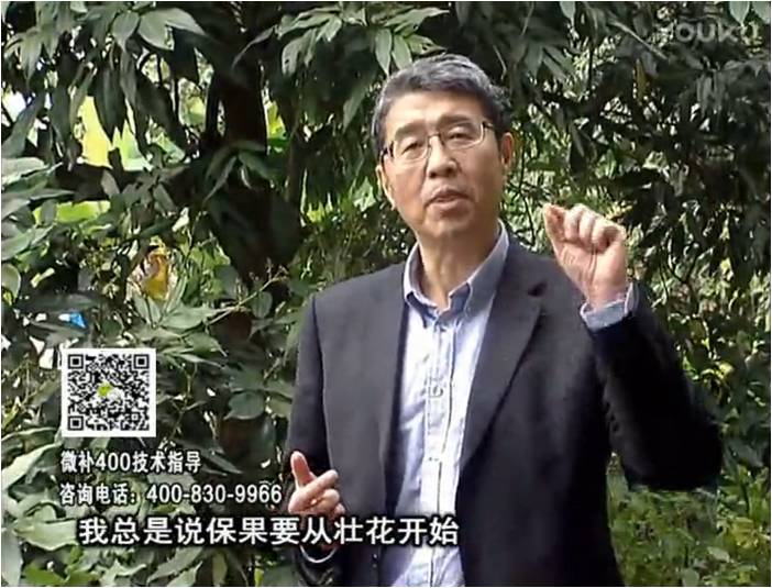 珠江臺搖錢(qián)樹(shù)：荔枝來(lái)花少更要做好壯花，提高坐果，葉噴微補花力+硼力，補鋅
