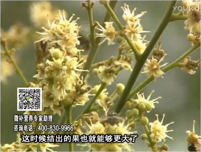 珠江臺搖錢(qián)樹(shù)：龍眼淋沖微補根力鈣+沖力鎂，促根保樹(shù)