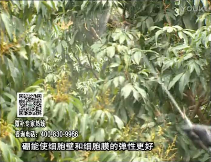 20170313珠江臺搖錢(qián)樹(shù)：荔枝噴微補果力+硼力，保果好