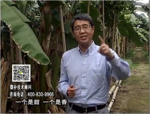 20170327珠江臺搖錢(qián)樹(shù)：香蕉噴施微補果力+碧力+壯力、撒微補倍力，提高品質(zhì)、同時(shí)減肥提產(chǎn)