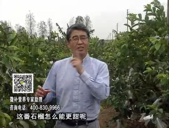 20170327珠江臺搖錢(qián)樹(shù)：番石榴噴施微補果力+壯力，補充磷鉀鈣鎂等，促進(jìn)果甜品質(zhì)高