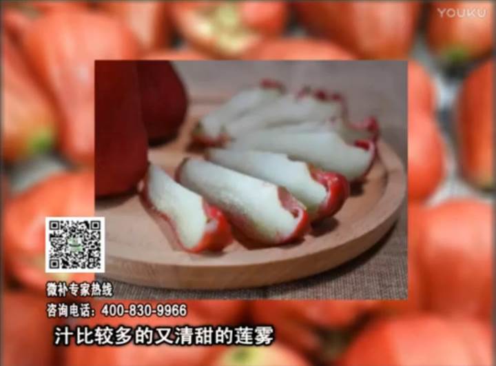 20170424珠江臺搖錢(qián)樹(shù)：蓮霧淋沖微補水肥，壯長(cháng)、提高果實(shí)品質(zhì)賣(mài)價(jià)