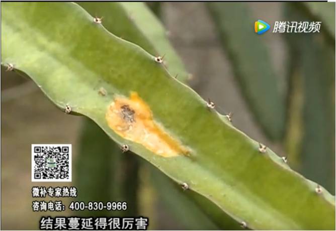 20170522珠江臺搖錢(qián)樹(shù)：火龍果爛葉病多怎么辦？