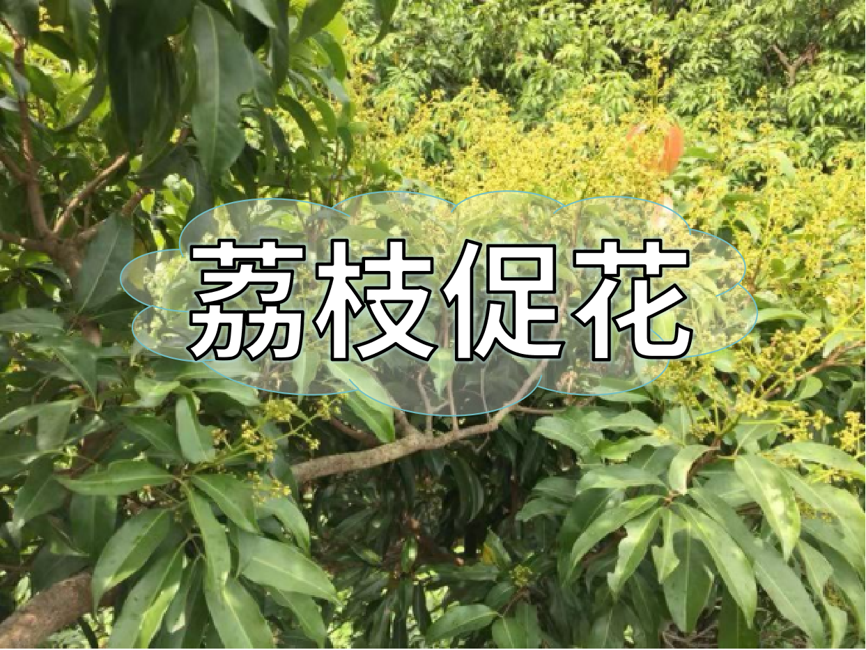 荔枝控梢期，做好促花工作，來(lái)年高產(chǎn)有基礎