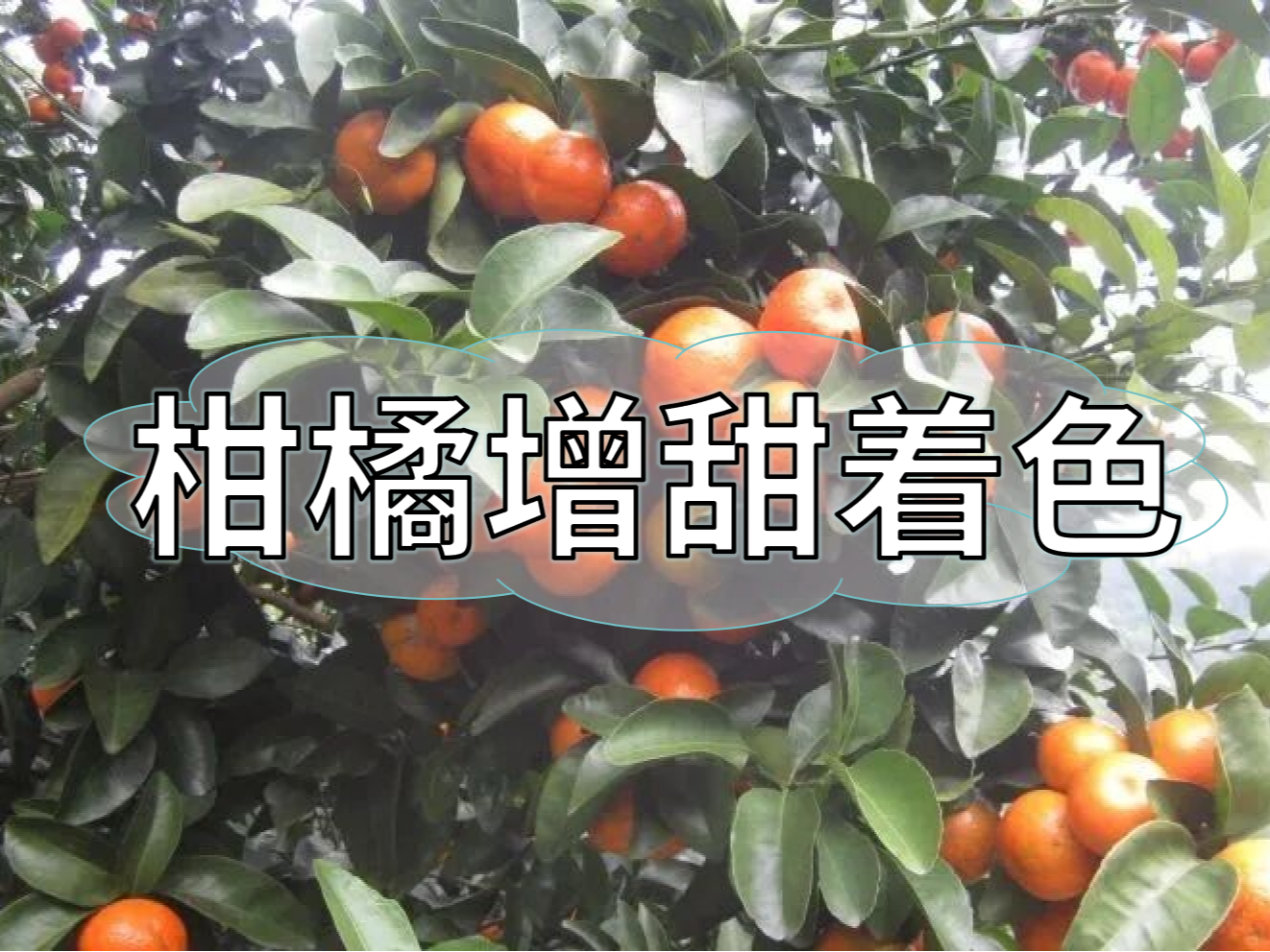 柑橘增甜和轉色，到底和什么有關(guān)