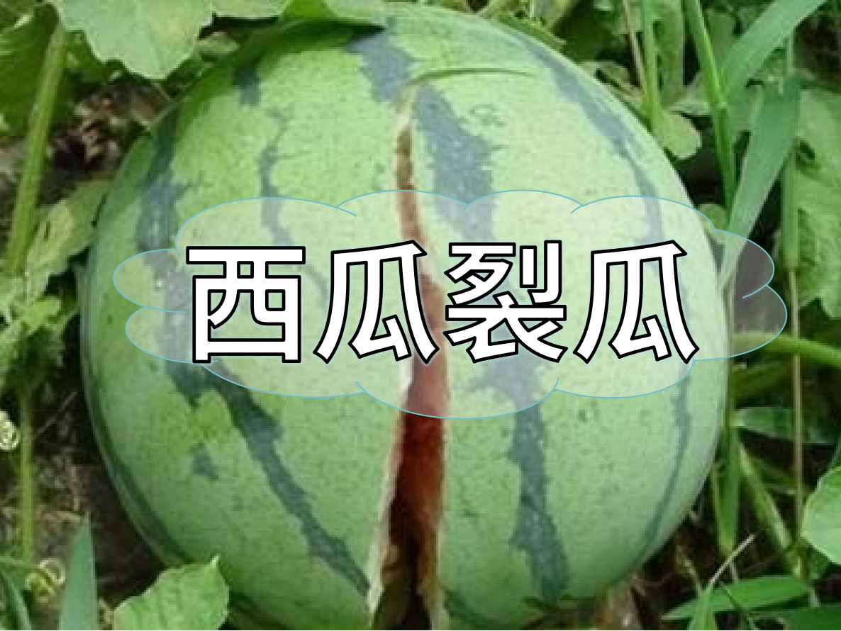 西瓜裂瓜致低產(chǎn)，這樣做，輕松解決問(wèn)題！