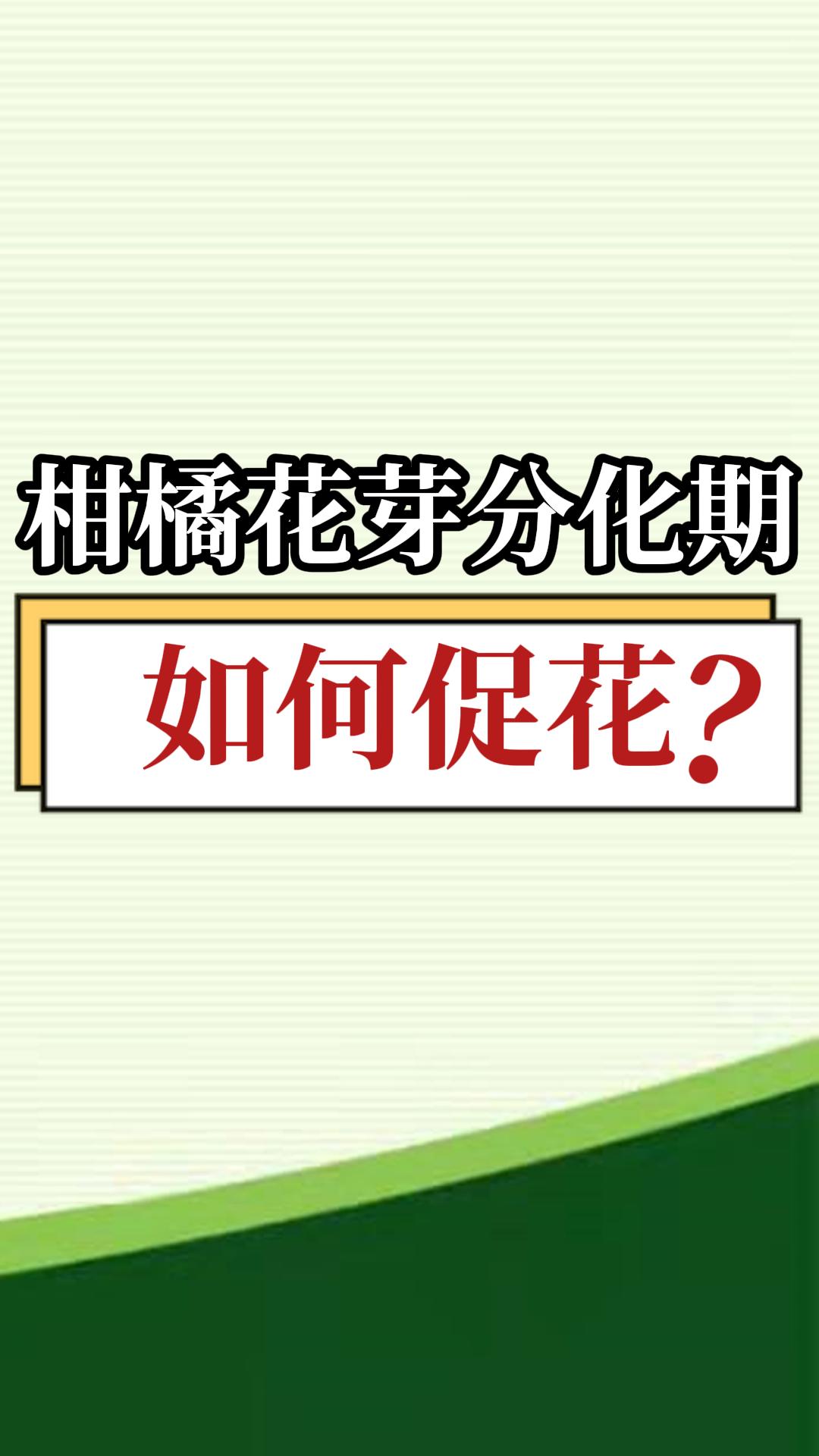 柑橘花芽分化期如何促花？