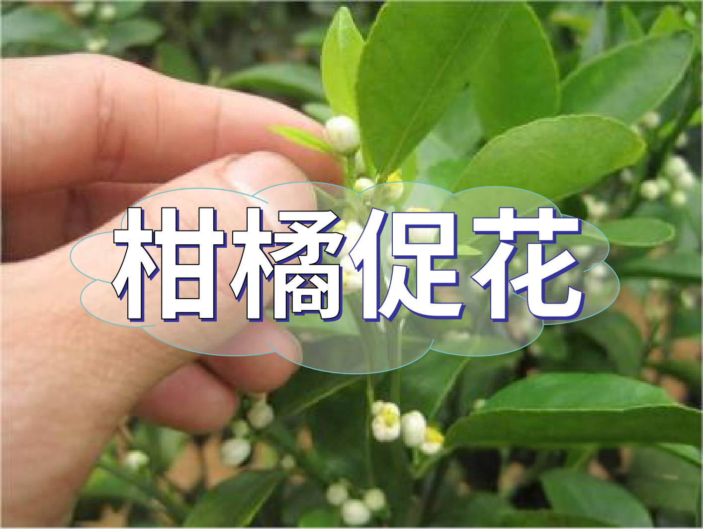 到了柑橘秋梢期，什么時(shí)候促花？