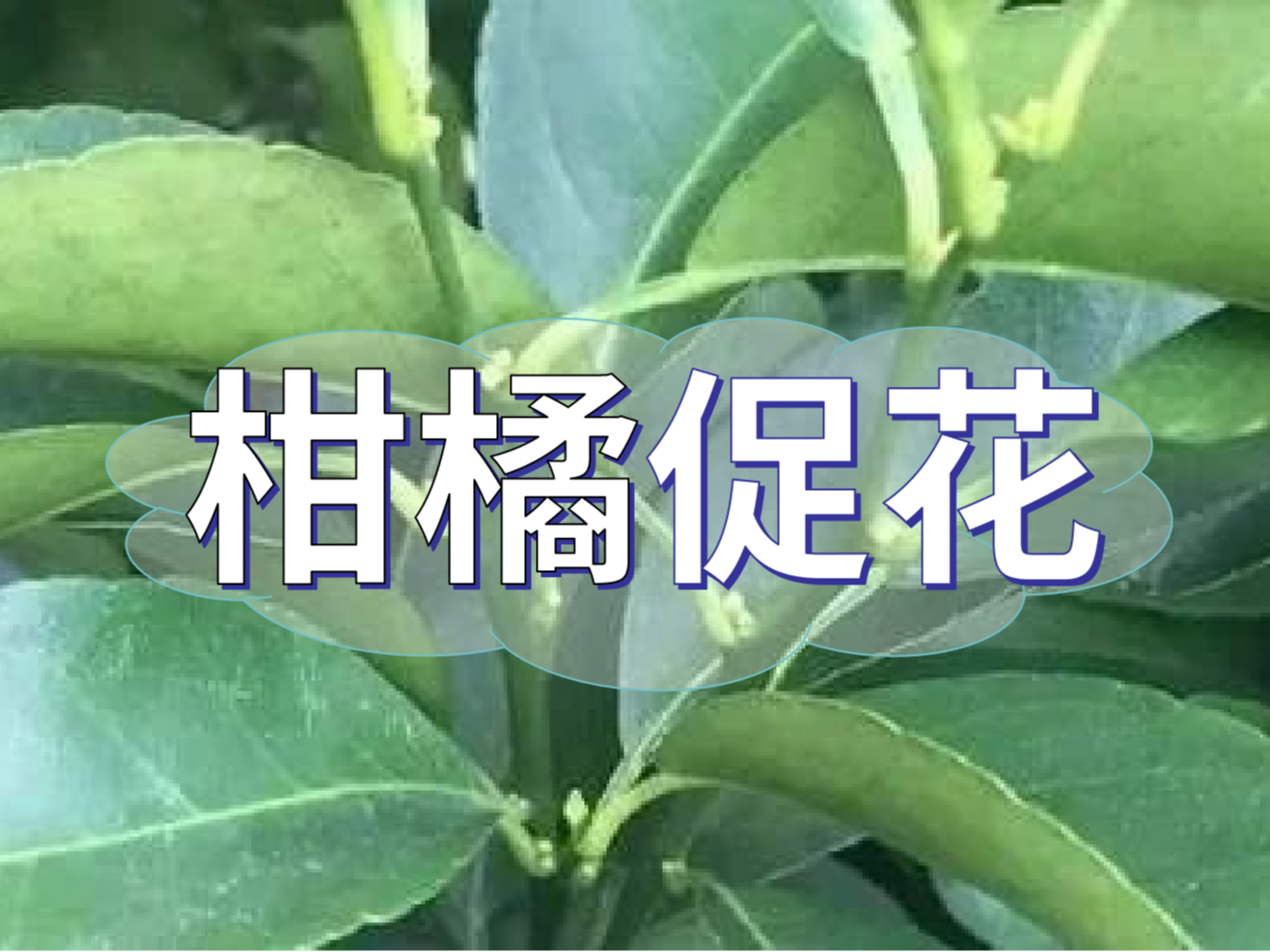 柑橘來(lái)年開(kāi)花多花健壯，這個(gè)促花方案必加上
